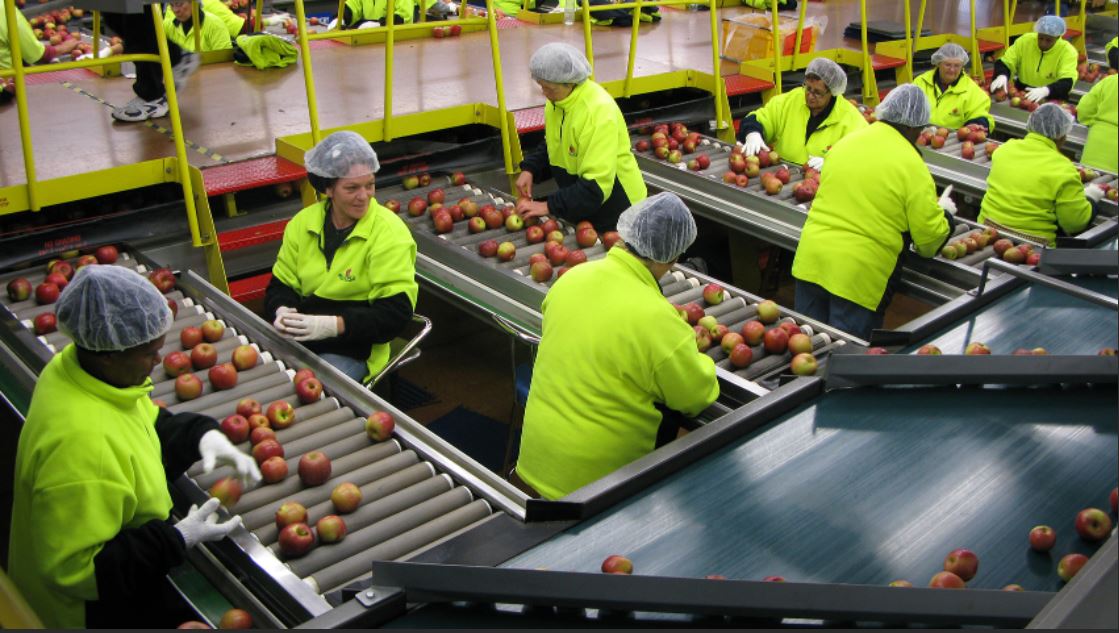 Fruit Packing Job in Canada