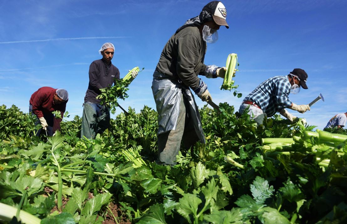 Farm Jobs in USA with Free Visa Sponsorship