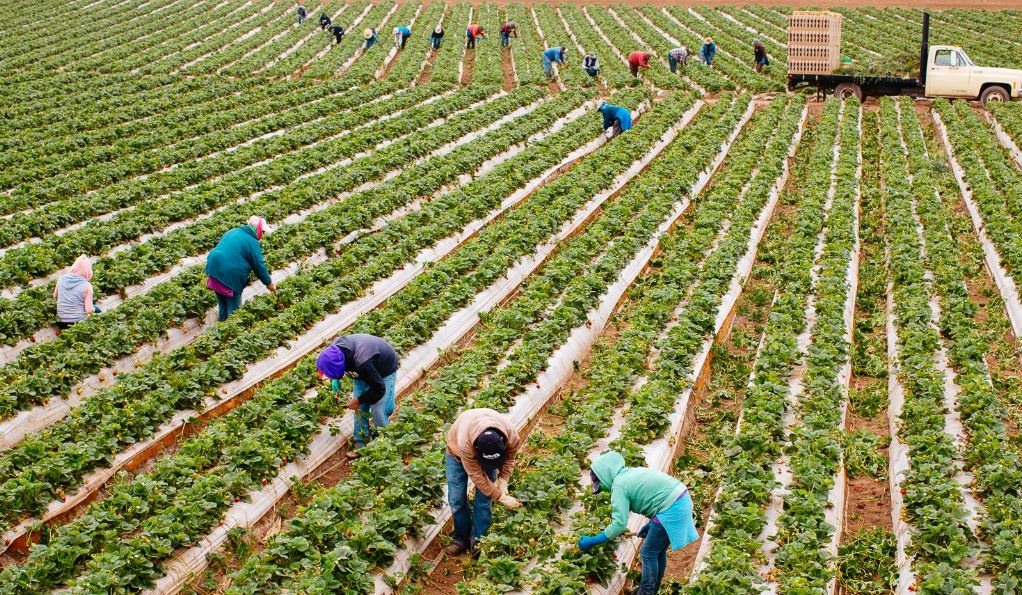 Farm Jobs in Canada With Free Visa Sponsorship 2022