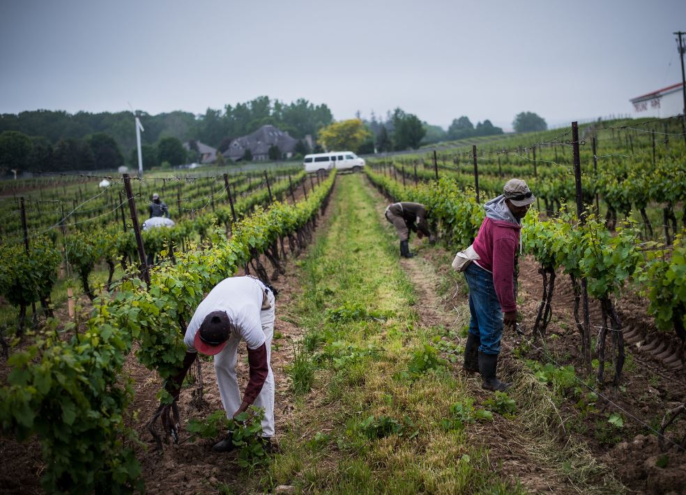 Farm Jobs in Canada With Visa Sponsorship