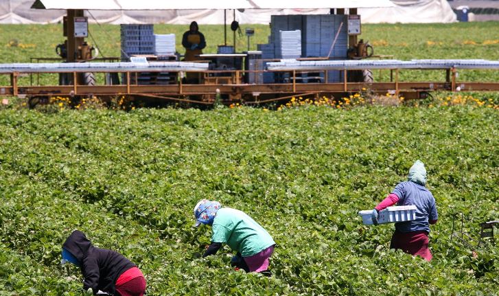 Agriculture Jobs In Canada With Visa Sponsorship 2023 - Apply Now - TechSog