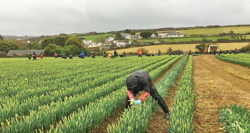 UK Farm Working Visa Sponsorship Jobs 2023