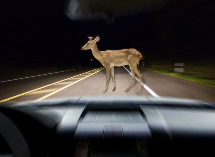 Should I Get Dental Insurance? Is it worth it?