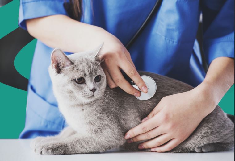 How to Choose The Right Pet Insurance?