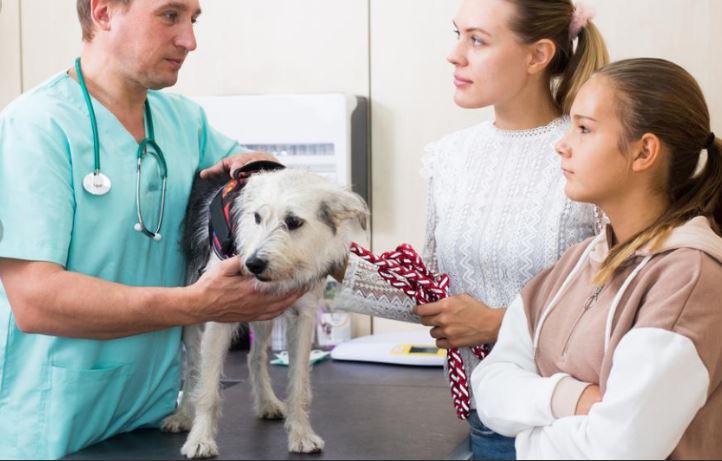 What Factors Will Affect Pet Insurance Premium